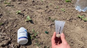 Использование трибенурон-метила на подсолнечнике Сумико в фазе семядоли и двух настоящих листьев