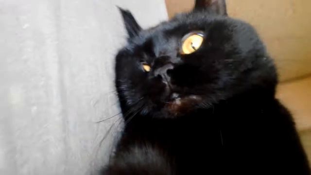 Кошачий привет смотреть онлайн