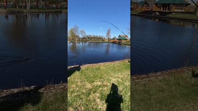 ловля карпа на поплавок смотреть онлайн