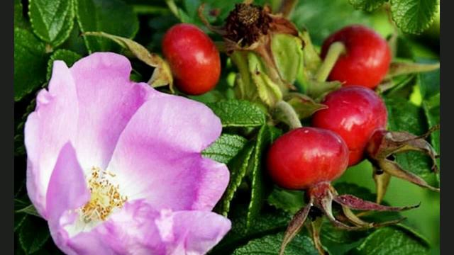 ЛУЧШИЕ В МИРЕ ПРОТИВОВИРУСНЫЕ ПРОДУКТЫ ПИТАНИЯ!