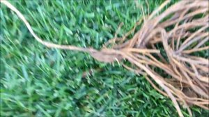 Клематис. Размножение. Деление корневища клематиса на делёнки.