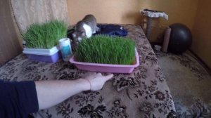 Как вырастить траву без земли.Трава для кошки или Витграсс .
