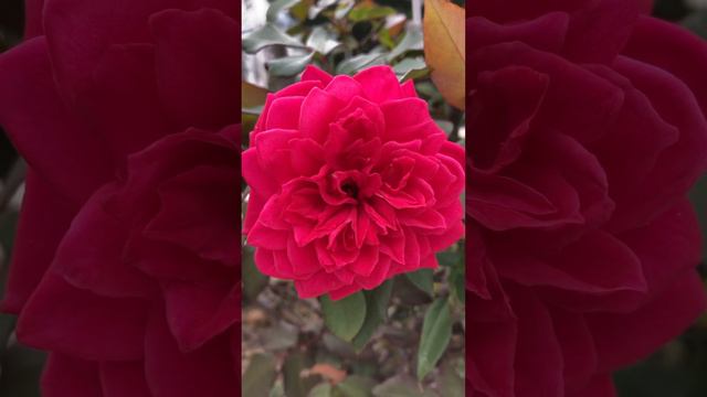 wow red rose at the park смотреть онлайн