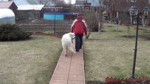 Дрессировка маремма абруцкой овчарки http://dogclass.ru/.