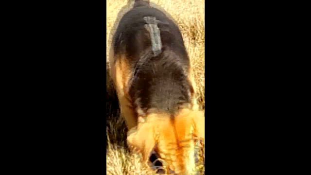 ОХОТНИК НА МЫШЕЙ смотреть онлайн