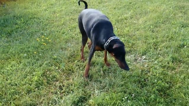 Doberman Pincher with a tail and cropped ears. смотреть онлайн