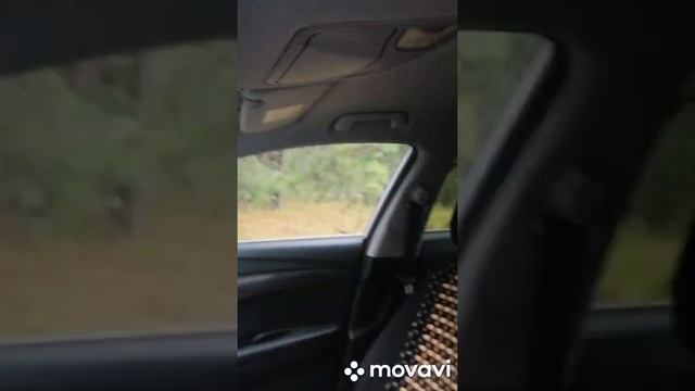Сходил за грибами ? смотреть онлайн