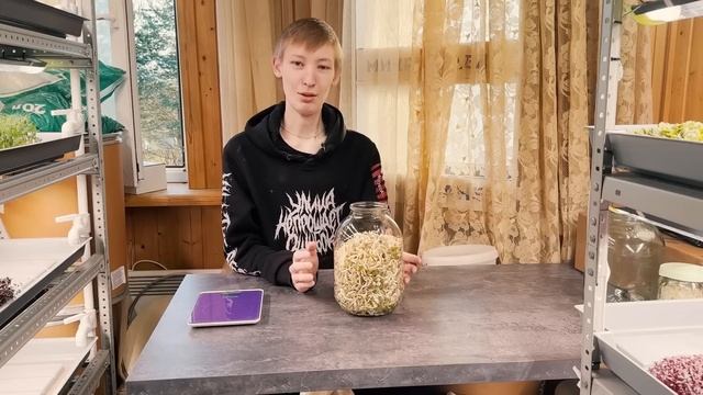 История проростков маш: 5-дневное домашнее удивительное путешествие в БАНКЕ! смотреть онлайн