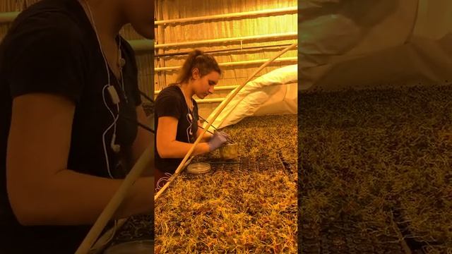 Оксалис посадка маточников (oxalis sticking) смотреть онлайн