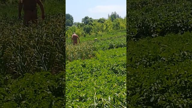 Немой в женских трусах смотреть онлайн