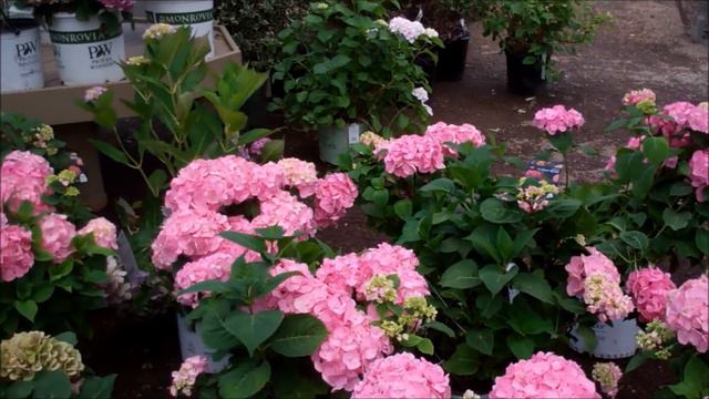 The Popular Let's Dance Hydrangea смотреть онлайн