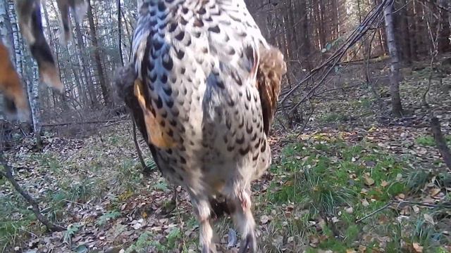 Охота на рябчика 2013 смотреть онлайн