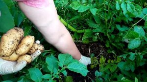 Как вырастить крупный картофель.