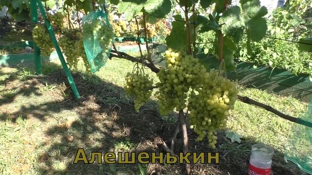 Виноград .Ультраранние сорта на моем винограднике . смотреть онлайн