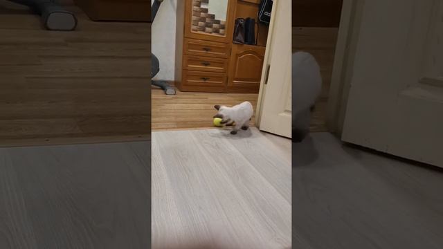 Котенок меконгский бобтейл смотреть онлайн