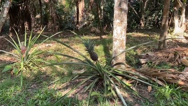 Прогулка по тайской деревне: как выглядит кокосовая плантация и многое другое смотреть онлайн