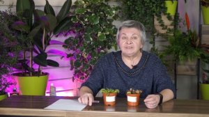 Ошибки При Выращивании Лимона дома ✔️ комнатный лимон из косточки