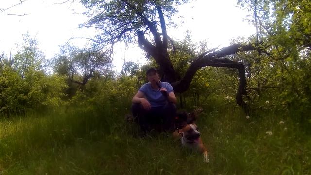 Мои фишки по воспитанию щенка амстаффа смотреть онлайн