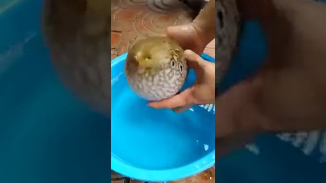 Рыба фугу в действии! смотреть онлайн