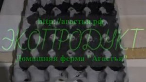 Высаживаем перец на рассаду в лоток из под яиц