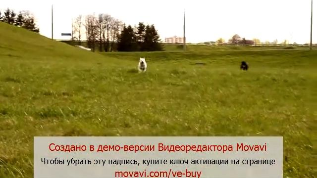 GUCCI & URSS amstaff смотреть онлайн