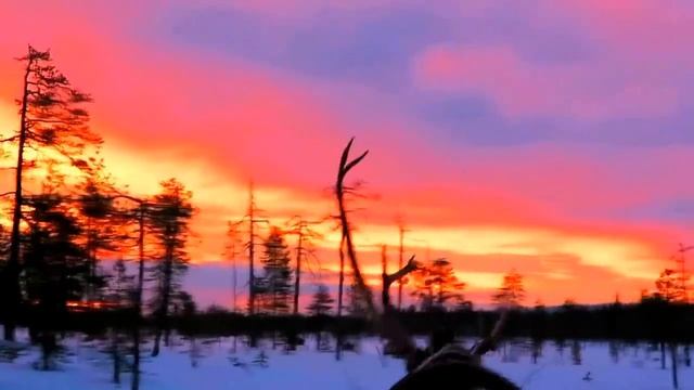 Arctic adventures in finnish lapland : Salla reindeer park , Salla, Lapland, Finland. смотреть онлайн