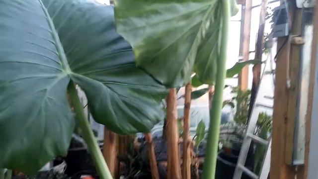Alokazja, alocasia x caliodora :) CDN. смотреть онлайн