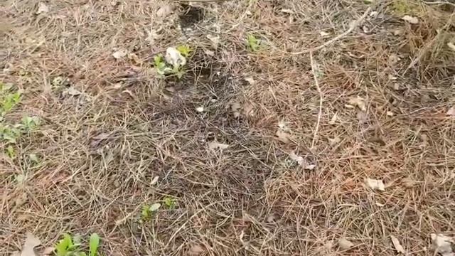 Такое бывает?Гигантские сыроежки.Russula#сад#мандрагора#море#горы#прогулка#Mandrak смотреть онлайн