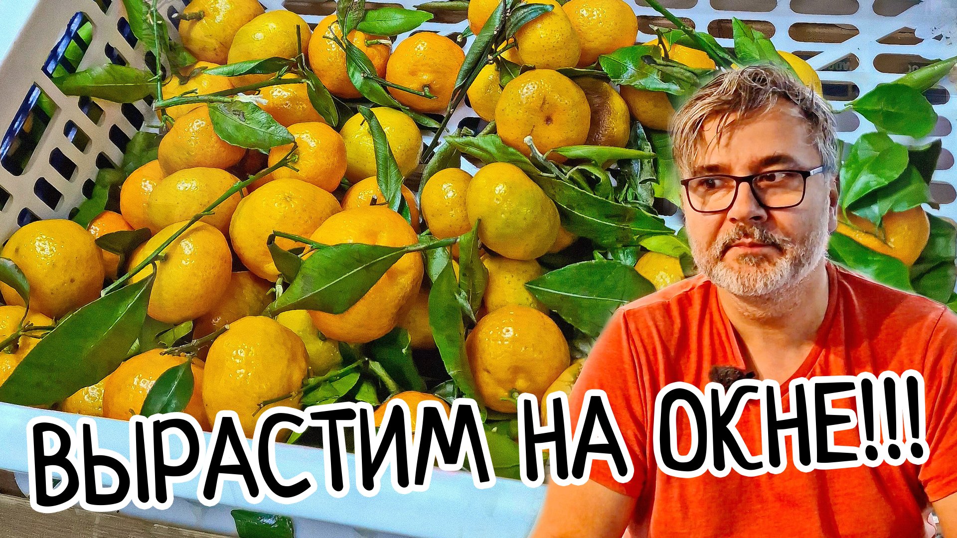 Как вырастить МАНДАРИН из магазина ДОМА! Легко и Просто! Прививка или укоренение бесплатных черенков смотреть онлайн