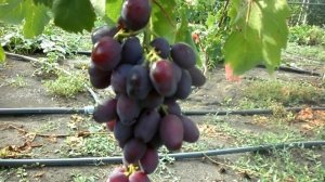 Виноград Эверест 2018 (Панченко)