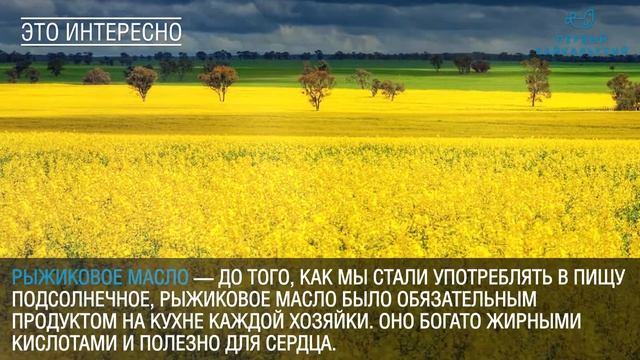 Что привезти с Байкала: 5 полезных сувениров смотреть онлайн