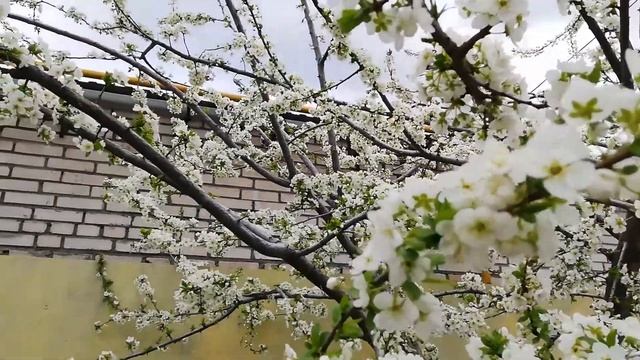 На какой год слива дает урожай. смотреть онлайн