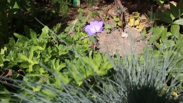 Beautiful Geranium Rozanne Gerwat смотреть онлайн
