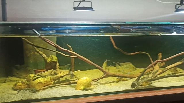 Подробная информация о нересте Геофагусов смотреть онлайн