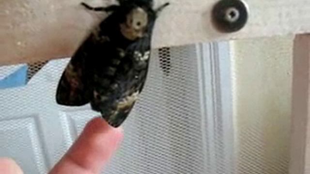 Acherontia atropos Zirplaute смотреть онлайн