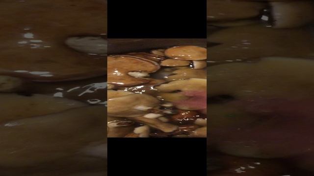 Собрали грибы на даче/Много маслят ! смотреть онлайн