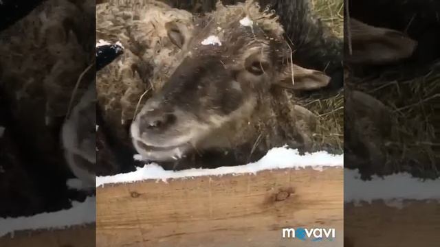 Поля из Деревки новые вайны #4 смотреть онлайн