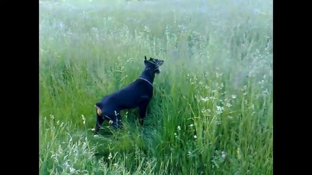 Don vs Dona (doberman pinscher) Sjenica смотреть онлайн