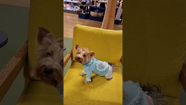 Фанни после стрижки.#Shorts#york#Йорк#Dog#grooming# смотреть онлайн