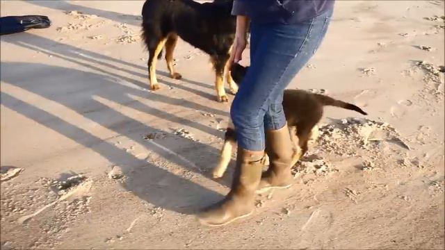 Hovawart puppy Plezantje (11 weeks) enjoys training смотреть онлайн