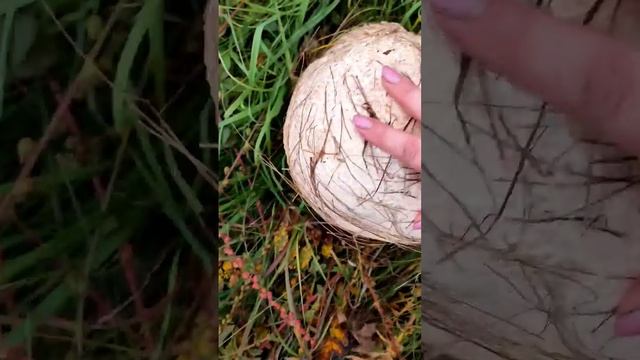 Гриб величиной с мяч ? смотреть онлайн