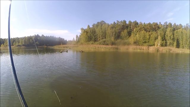 Белоярка 03.09.2016. Окунь за окунем! смотреть онлайн