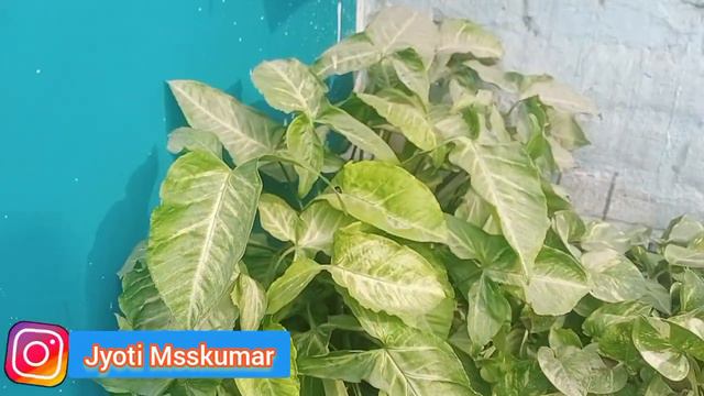 Fertilizer for Syngonium in Winter / Syngonium plant care in Winter / Syngonium plant смотреть онлайн