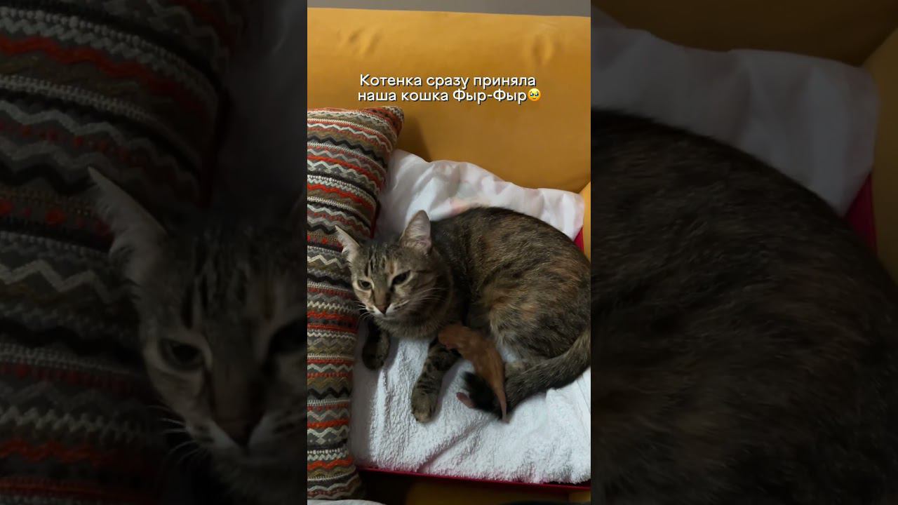 Спасение котенка #shorts #animalshorts #funnyshorts #животные #котята #милоевидео