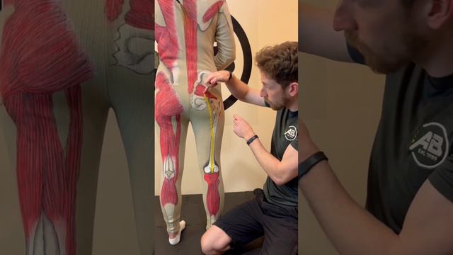 Back PAIN?! 💥tingling or numbness down the leg? Then meet your SCIATIC nerve смотреть онлайн