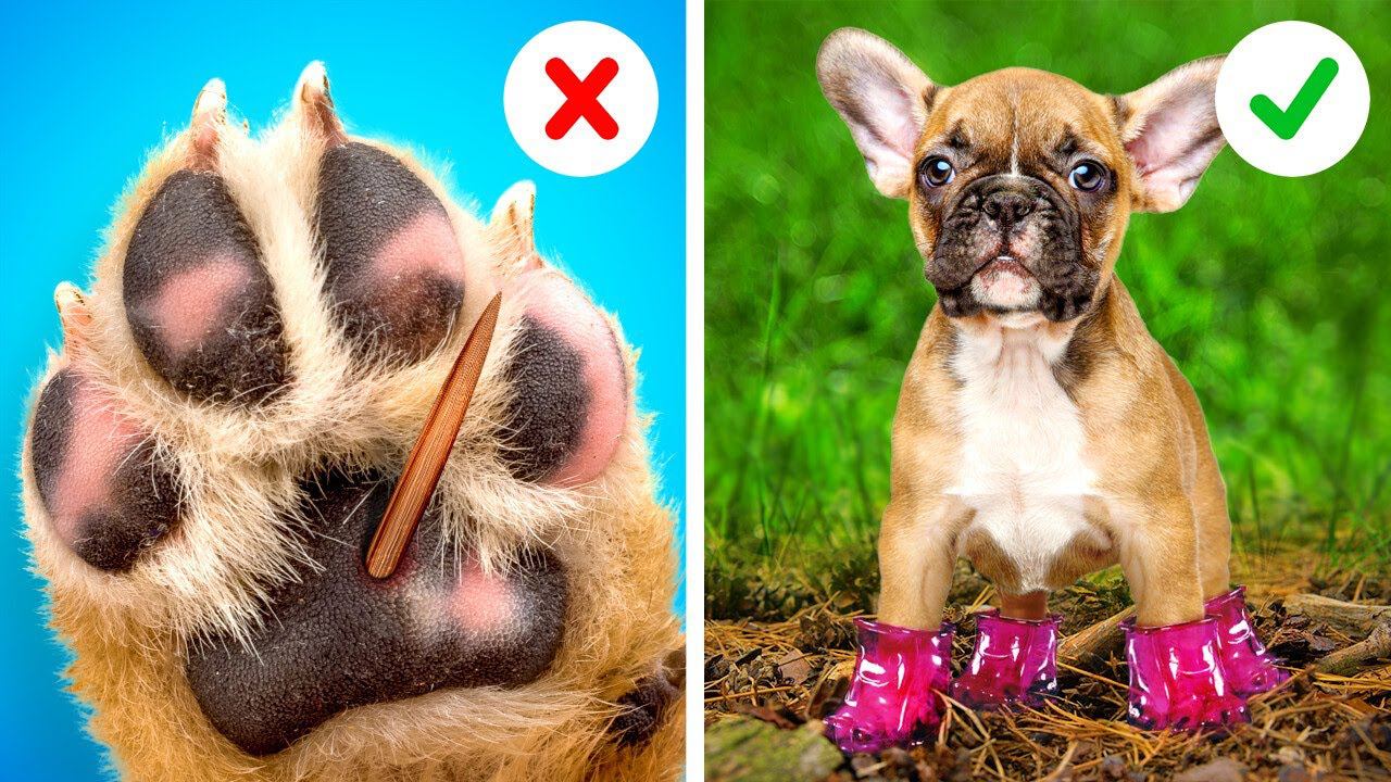 ЛУЧШИЕ ГАДЖЕТЫ И ЛАЙФХАКИ ДЛЯ ВЛАДЕЛЬЦЕВ ДОМАШНИХ ЖИВОТНЫХ