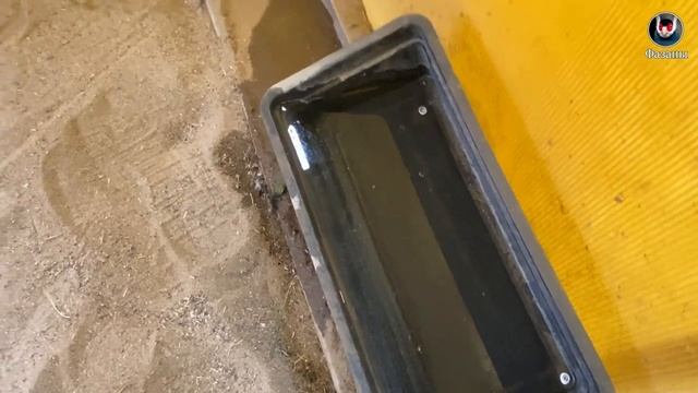 Переводим фазанят в уличные вольеры. Самые важные условия. смотреть онлайн