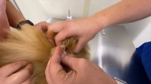 Как чистить уши собаке. Показывает ветеринар