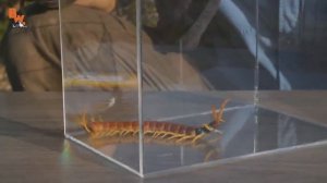 УКУС СКОЛОПЕНДРЫ / Койот Питерсон на русском