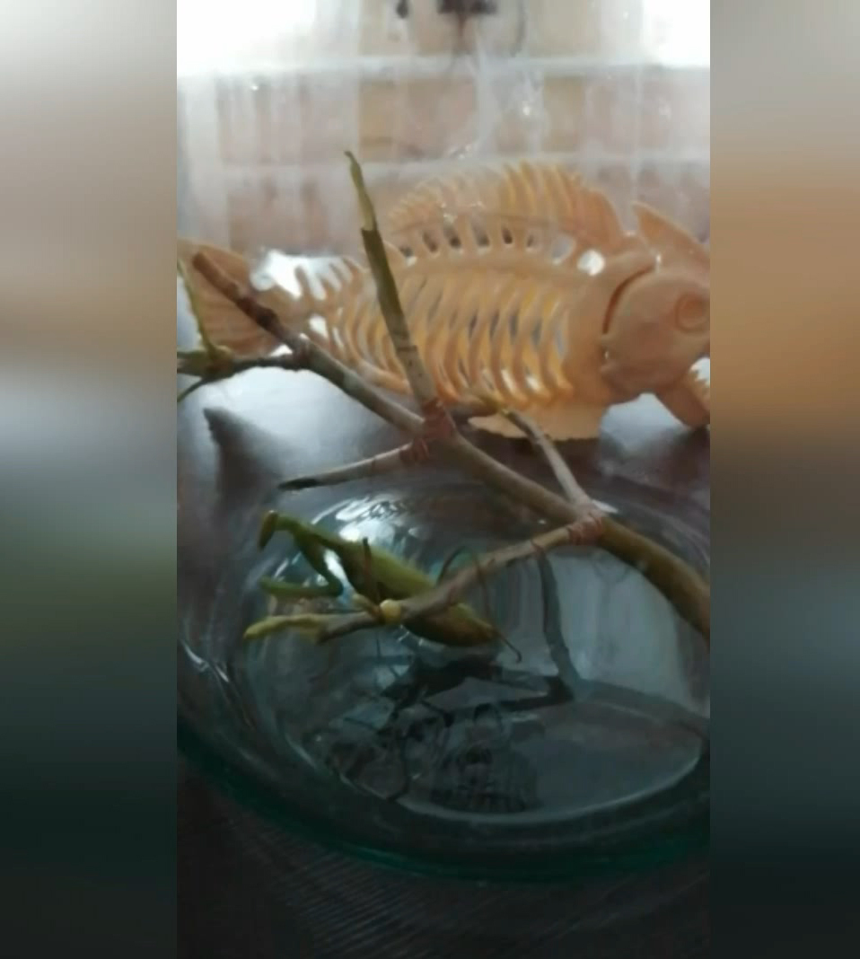 Однажды у нас появился богомол